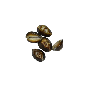 Tiger Cowrie 