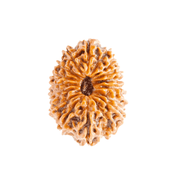 17 Mukhi Rudraksha 