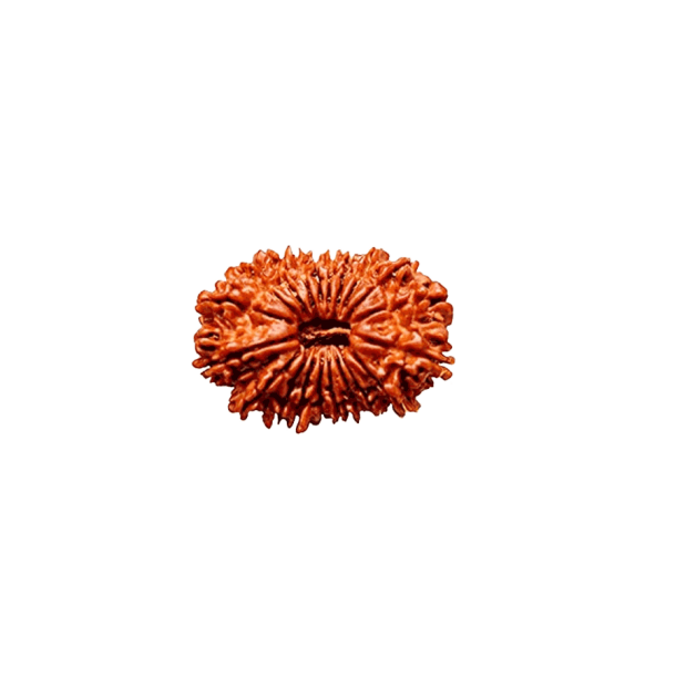 20 Mukhi Rudraksha 