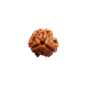 3 Mukhi Rudraksha